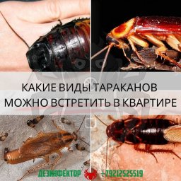 Какие виды тараканов можно встретить у себя в квартире