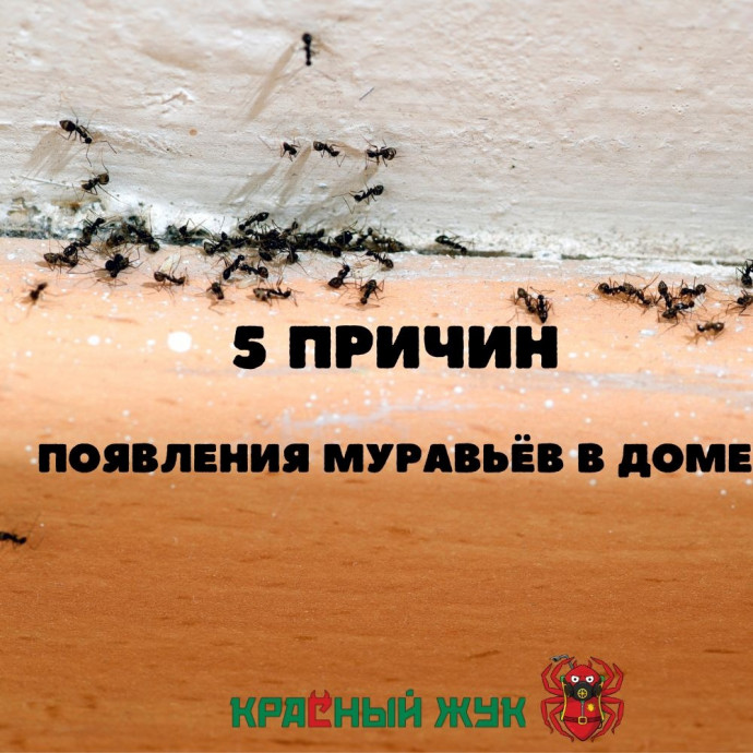 5 Причин появления муравьёв в доме.