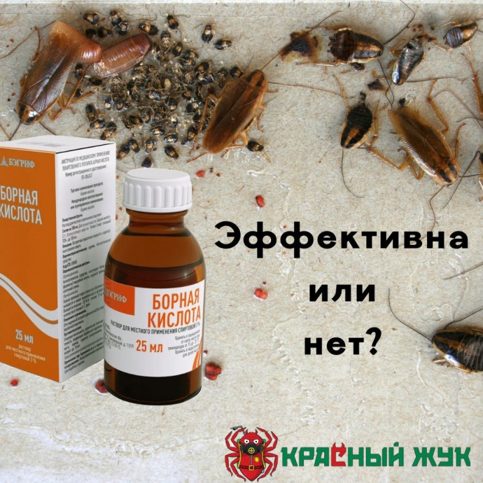 Эффективна ли жидкая борная кислота от тараканов?