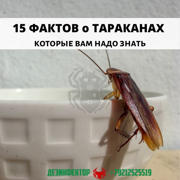15 Фактов о тараканах, которые вам надо знать.