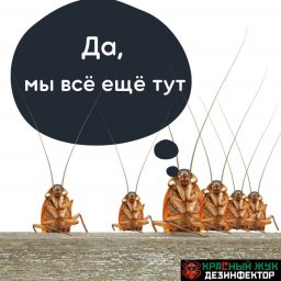 Вы боретесь с тараканами несколько лет и всё ещё нет результата?