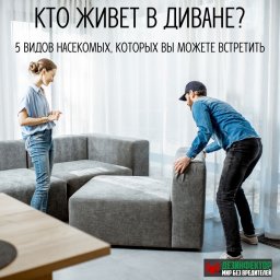 Кто живет в диване? 5 Видов насекомых, которых вы можете встретить.