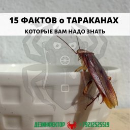 15 Фактов о тараканах, которые вам надо знать.