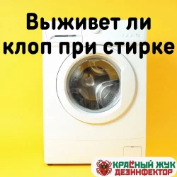 Выживет ли клоп при стирке?