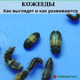 Кожееды. Как выглядят и как развиваются.