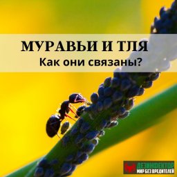 Муравьи и тля. Как они связаны??