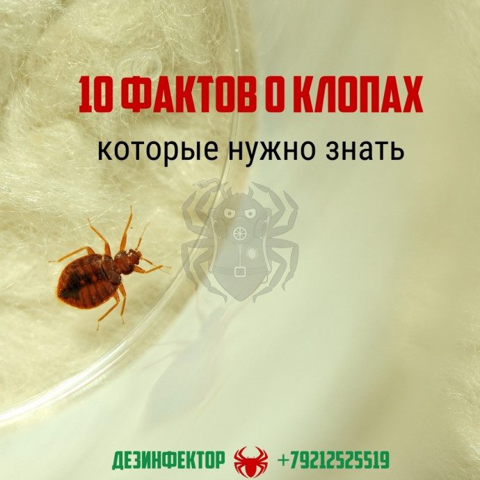 10 Фактов о клопах, которые нужно знать.