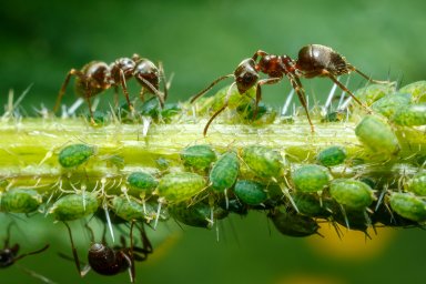 3 Причины, чтобы уничтожить тлю.