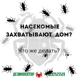 Насекомые захватывают ваш дом? Что же делать?