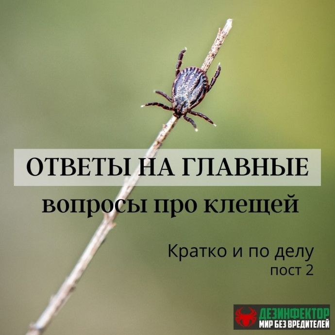 Ответы на главные вопросы о клещах