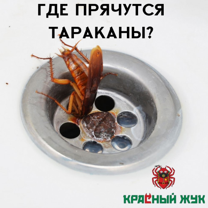 Где прячутся тараканы?