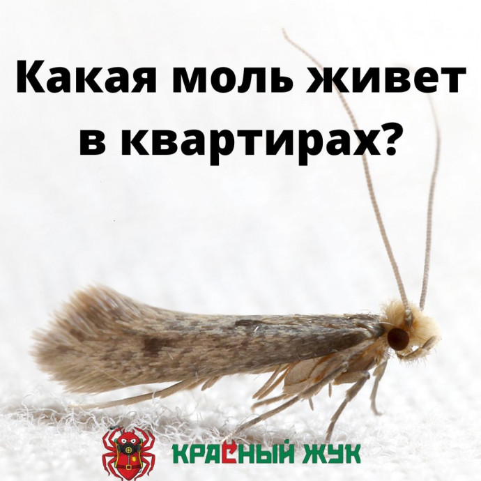 Какая моль живет в квартирах?