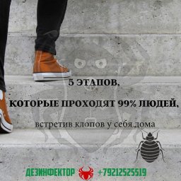 5 Этапов, которых проходят 99% людей, встретив клопов у себя дома