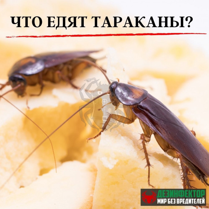 Что едят тараканы?