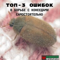 Топ -3 ошибок при борьбе с кожеедами самостоятельно.