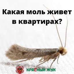 Какая моль живет в квартирах?