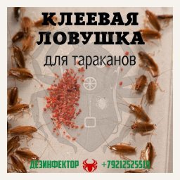 Клеевая ловушка для тараканов.