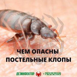 Чем опасны постельные клопы?