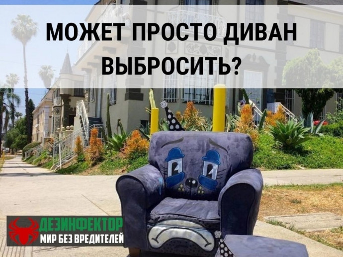 Стоит ли выкидывать диван, если завелись клопы?