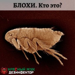 Блохи. Кто это?