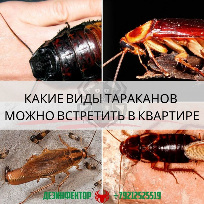 Виды тараканов в квартире фото и описание