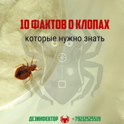 10 Фактов о клопах, которые нужно знать.