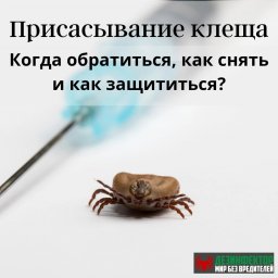 Присасывание клеща- когда обратиться, как снять и как защититься.