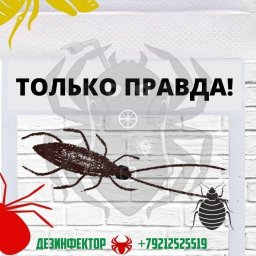 Говори дезинфектору только правду!